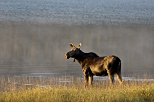 Moose (Alces alces) cow, Glacier National Park, Montana, United States of America Moose (Alces alces) cow, Glacier National Park, Montana, United States of America