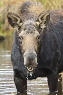Moose Prints: Moose (Alces alces) cow in pond breaks from filter feeding and stares at camera