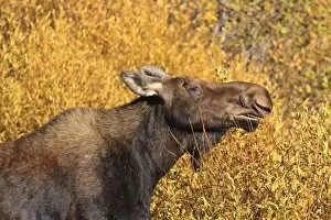 Images Dated 5th October 2010: Moose (Alces alces) cow in profile, surrounded by golden autumn (fall) vegetation