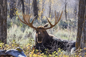 Antler Prints: Moose (Alces alces), Gros Ventre valley, Grand Tetons National Park, Wyoming, United