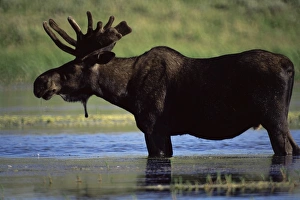 Mammals Prints: Moose, Yellowstone National Park