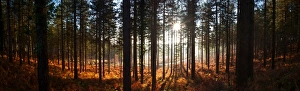 Moreton Forest, Dorset, England, United Kingdom, Europe