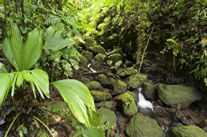 Morne Trois Pitons National Park, UNESCO World Heritage Site, Dominica, West Indies, Caribbean, Central America