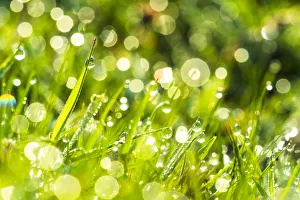 Green Colour Prints: Morning dew, Dartmoor National Park, Devon, England, United Kingdom, Europe