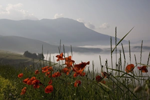 Images Dated 30th June 2008: Morning fog, Castelluccio di Norcia, Highland of Castelluccio di Norcia
