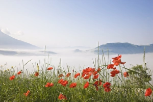 Images Dated 30th June 2008: Morning fog, Castelluccio di Norcia, Highland of Castelluccio di Norcia