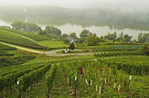 Hesse Prints: Morning fog over the River Rhine, near Lorch, Hesse, Germany, Europe