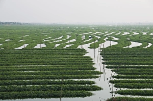 Morning glory grown for food, Phnom Penh, Cambodia, Indochina, Southeast Asia, Asia