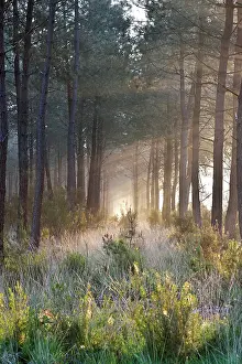 Pine Prints: Morning mist in pine forest of the Regional nature park of Loire Anjou Touraine