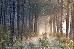 Moments Prints: Morning mist in pine forest of the Regional nature park of Loire Anjou Touraine