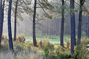 Loire Prints: Morning mist in pine forest of the Regional nature park of Loire Anjou Touraine