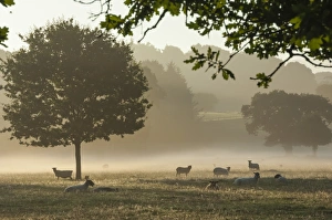 Ovis Aries Prints: Morning mist, sheep feeding, Eden Valley, Cumbria, England, United Kingdom, Europe
