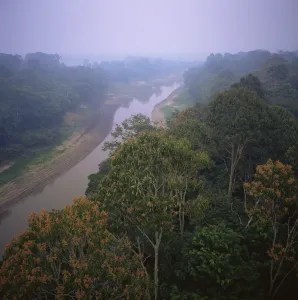 Rio Negro Prints: Morning mists in Rio Negro region of Amazon rainforest, Amazonas State