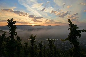 Rhineland Palatinate Prints: Morning mood at vineyard, Saarburg, Rhineland-Palatinate, Germany, Europe