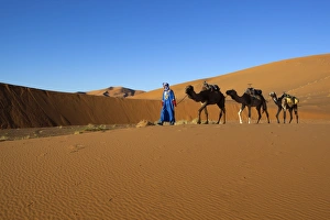 Three Animals Prints: Moroccan camel driver, Dunes of Erg Chebbi