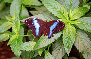 Fragile Prints: Morpho Achilles butterfly, Mindo, Ecuador, South America