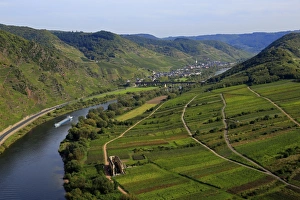 Moselle Prints: Moselle Valley near Bremm with Calmont Hill, Rhineland-Palatinate, Germany, Europe