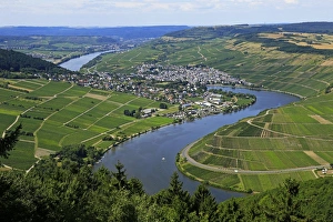Moselle River Prints: Moselle Valley near Mehring, Rhineland-Palatinate, Germany, Europe