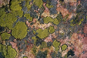 Lichen Prints: Moss, British Columbia, Canada, North America
