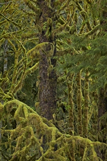Washington Prints: Moss-covered branches in the rainforest
