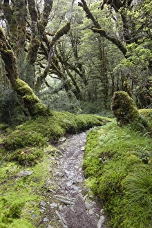 Overgrown Prints: Moss covered forest above Lake Mackenzie
