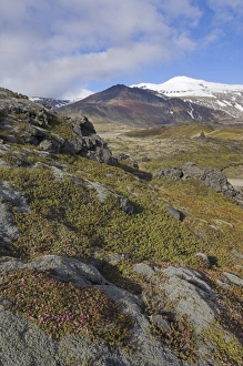 Snaefellsnes Prints: Moss covered lava beds surround Snaefellsjokull