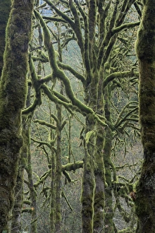 Bough Prints: Moss covered maple trees