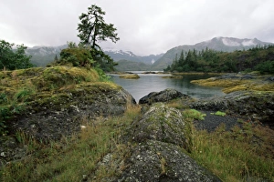 Prince William Sound Prints: Moss covered rocks at waters edge