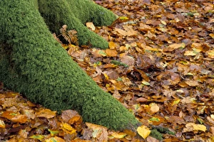 Hampshire Prints: Moss covered tree foot and autumn leaves, New Forest, Hampshire, England