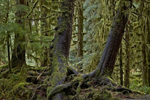 Covered Prints: Moss-covered tree trunks in the rainforest