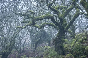 Lush Prints: Moss covered tree in Wistmans Wood in winter, Dartmoor National Park, Devon, England