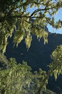 Reunion Prints: Moss covered trees, Plaine des Fraises, Cirque de Cilaos, Reunion, Africa