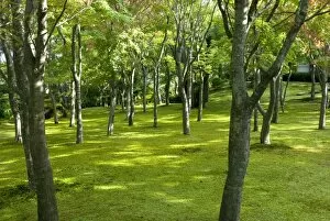Images Dated 16th October 2009: Moss garden, Hakone Museum of Art, Koen-kami, Gora, Hakone, west of Tokyo, Honshu, Japan