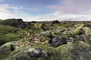 South Iceland Prints: Moss heath vegetation on lava boulder field, South Iceland, Polar Regions