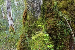 Overgrown Prints: Moss and lichen covered bark in Patagonian Nothofagus beech forest, Alberto de Agostini