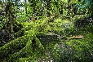 Overgrown Prints: Moss overgrowing trees along a path