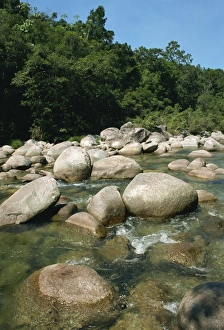 Mossman Gorge, near Port Douglas, Queensland, Australia, Pacific