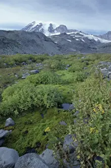 Volcano Prints: Mossy fellfield in Paradise Park on 4394m volcano Mount Rainier
