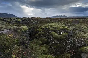 Overgrown Prints: Mossy landscape with fissures, Pingvellir (Thingvellir) National Park