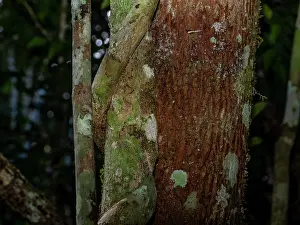 Lizard Prints: Mossy leaf-tailed gecko blending perfectly with tree bark in Madagascar rainforest