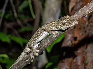 Lizard Prints: Mossy leaf-tailed gecko blends with tree bark in the rainforest of Madagascar