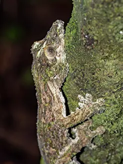 Lizard Prints: Mossy leaf-tailed gecko camouflaged on a tree trunk in a forest