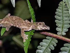 Lizard Prints: Mossy leaf-tailed gecko resting on a tree in Andasibe Madagascar showcasing its camouflage skill