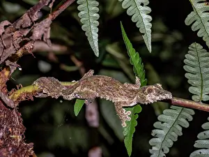 Lizard Prints: Mossy leaf-tailed gecko, Uroplatus sikorae