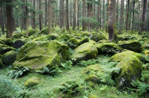 Mosses Prints: Mossy rocks
