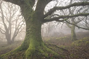 Mossy trees in a misty woodland in winter, Dartmoor, Devon, England, United Kingdom