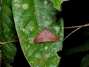 Stillness Prints: Moth from the Genus Gorgone, on a leaf in the undergrowth within the Pacaya Samiria Preserve
