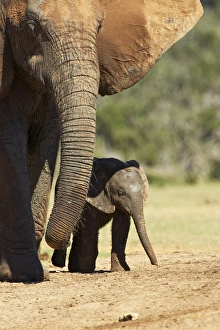 Two Animal Prints: Mother and baby African elephant (Loxodonta africana)