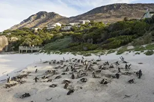 Mother and baby African penguin (jackass penguin) (Spheniscus demersus) colony, Boulders Beach