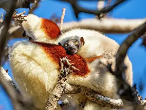 Mammals Prints: Mother and baby Coquerels sifaka rest in a tree in Madagascar during a sunny day